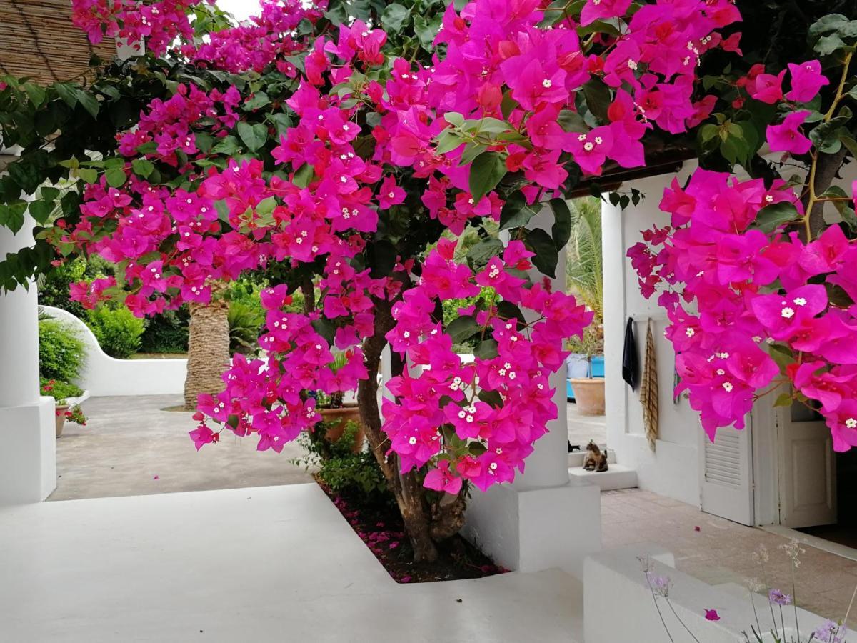 Casa Carlotta Bed & Breakfast Stromboli Exterior photo